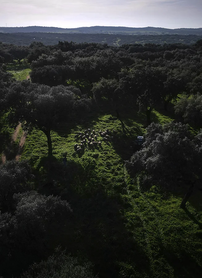 Campo de encinas