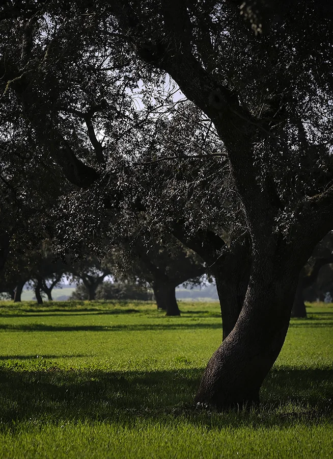 Encinas